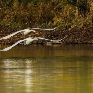 Mute Swan