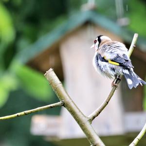 European Goldfinch