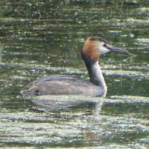 Great Crested Grebe