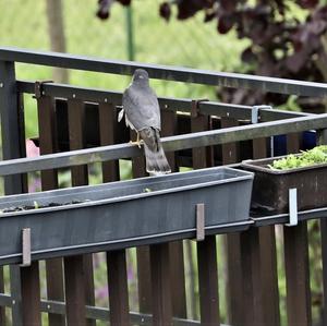 Eurasian Sparrowhawk