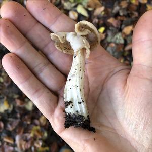 Fluted White Helvella