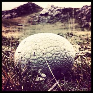 Gem-studded Puffball