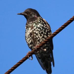 Common Starling