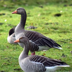 Greylag Goose