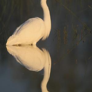 Great Egret