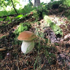 King Bolete