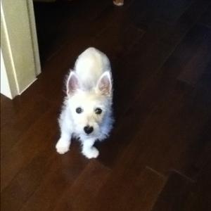 West Highland White Terrier