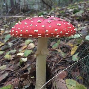 Fly Agaric