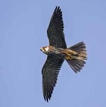 Eurasian Hobby