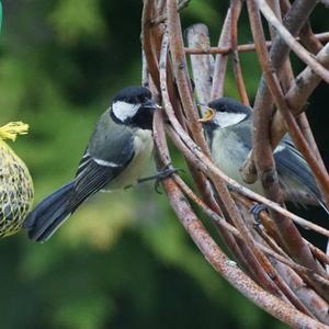 Great Tit