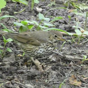 Song Thrush