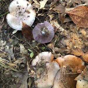 Wood Blewit