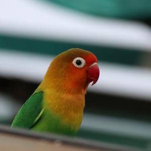 Fischer's Lovebird