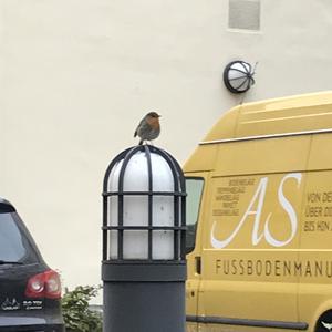 European Robin