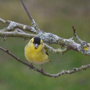 Eurasian Siskin