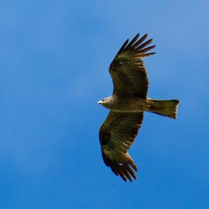 Black Kite