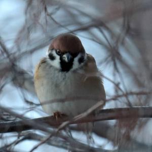 Eurasian Tree Sparrow