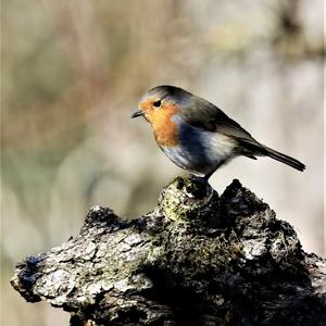 European Robin