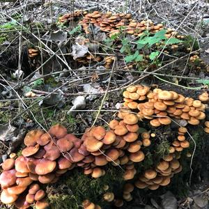 Changing Pholiota