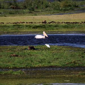 Great White Pelican