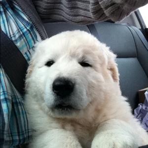 Ungarsk kuvasz hot sale