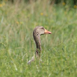 Greylag Goose