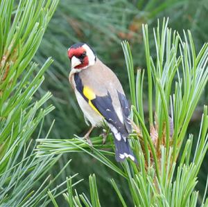 European Goldfinch