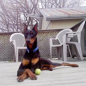 Dobermann