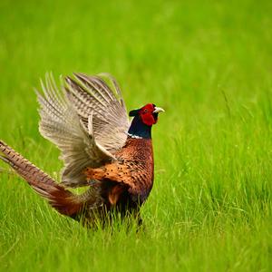 Common Pheasant