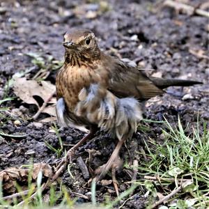 Eurasian Blackbird