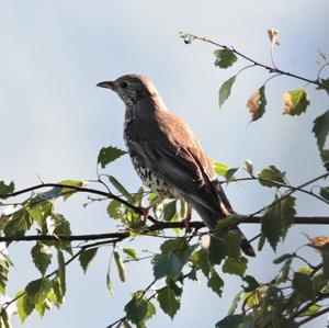 Mistle Thrush