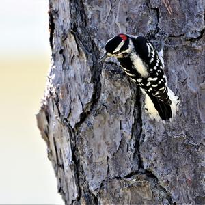 Red-cockaded Woodpecker