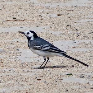 White Wagtail