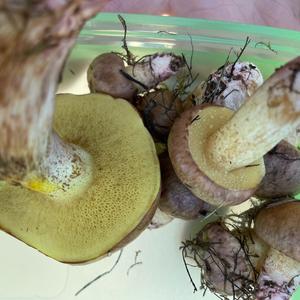 Dotted-stalk Bolete