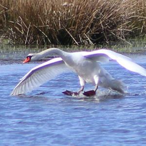 Mute Swan