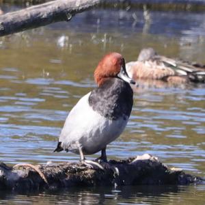 Common Pochard