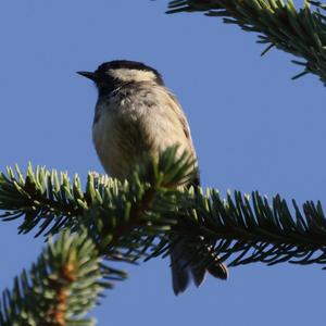 Coal Tit