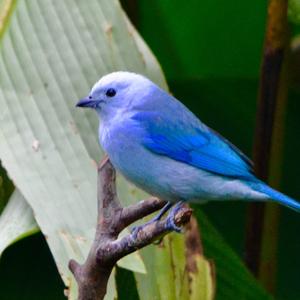 Blue-grey Tanager