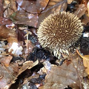 Spiny Puffball