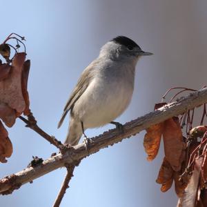 Blackcap