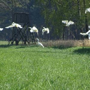 Great Egret