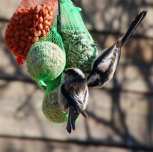 Long-tailed Tit