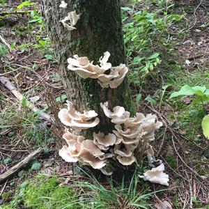 Oyster Mushroom