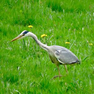 Grey Heron