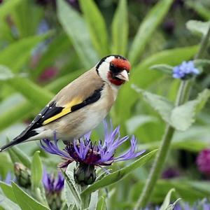 European Goldfinch