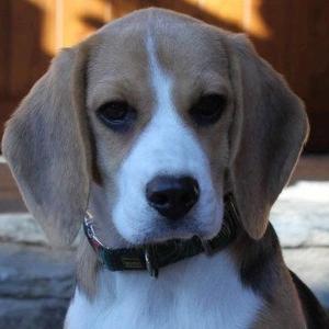 Beagle