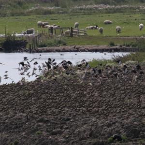 Eurasian Golden Plover