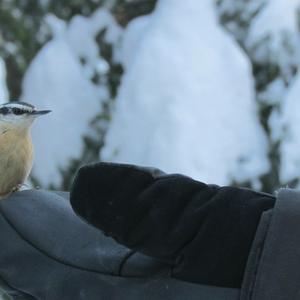 Red-breasted Nuthatch