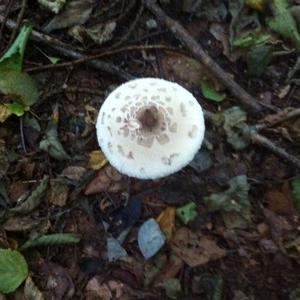 Parasol Mushroom