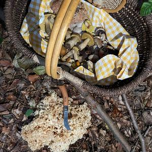 Eastern Cauliflower Mushroom